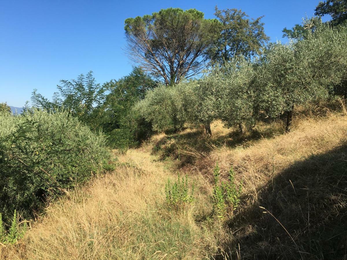 Villa Baronzola Montevarchi Dış mekan fotoğraf