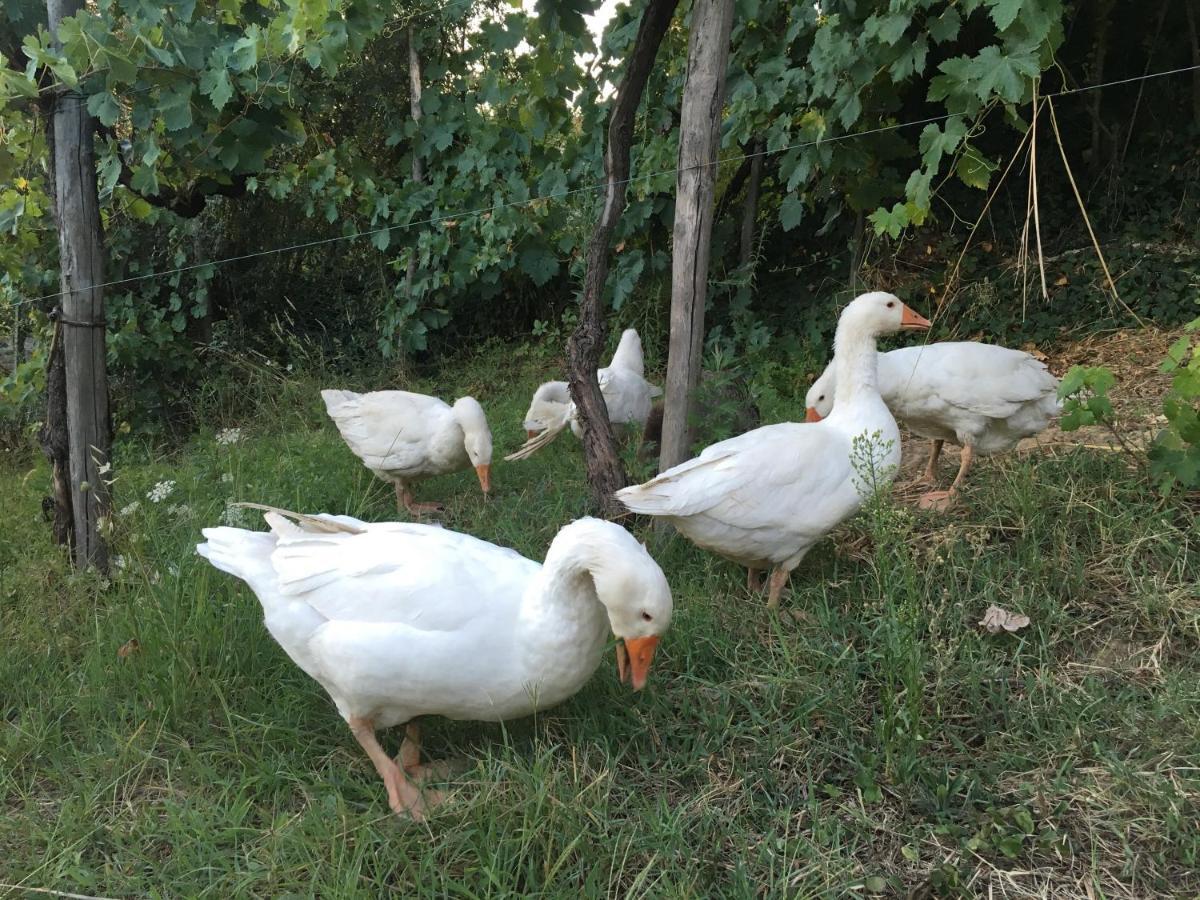 Villa Baronzola Montevarchi Dış mekan fotoğraf